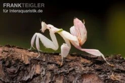 Orchideenmantis, Hymenopus Coronatus -Container Haustiere Geschäft Orchideenmantis Hymenopus coronatus 3