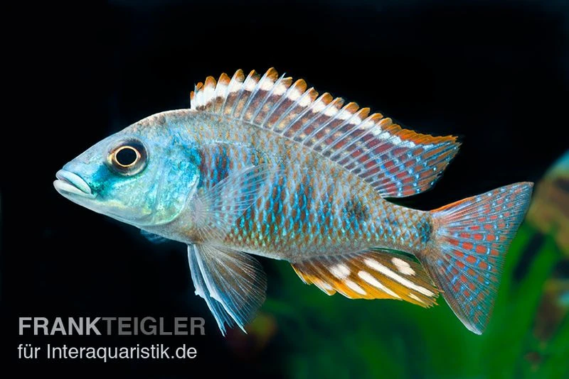 Grüner Maulbrüter, Otopharynx tetrastigma, DNZ Grüner Maulbrüter, Otopharynx Tetrastigma, DNZ -Container Haustiere Geschäft Otopharynx tetrastigma 5