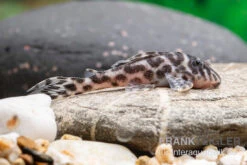 Ozelot-Harnischwels, Hypancistrus Spec. L174, 3-4 Cm -Container Haustiere Geschäft Ozelot Harnischwels Hypancistrus spec L174 2