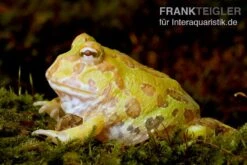 Albino Pacman-Frog, Schmuckhornfrosch, Ceratophrys Cranwelli Albino