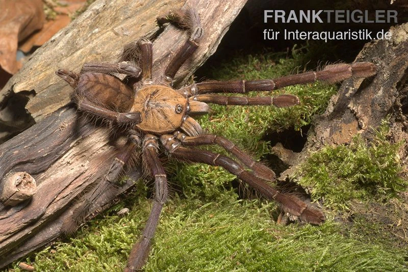 Paganus-Vogelspinne, Cyriopagopus schioedtei Paganus-Vogelspinne, Cyriopagopus Schioedtei -Container Haustiere Geschäft Paganus Vogelspinne Cyriopagopus schioedtei 1