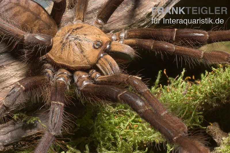Paganus-Vogelspinne, Cyriopagopus schioedtei Paganus-Vogelspinne, Cyriopagopus Schioedtei -Container Haustiere Geschäft Paganus Vogelspinne Cyriopagopus schioedtei 2