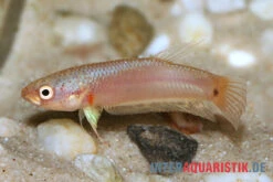 Pallifina-Kampffisch, Betta Pallifina, Paarweise -Container Haustiere Geschäft Pallifina Kampffisch Betta pallifina 3