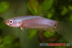 Pallifina-Kampffisch, Betta Pallifina, Paarweise -Container Haustiere Geschäft Pallifina Kampffisch Betta pallifina 4