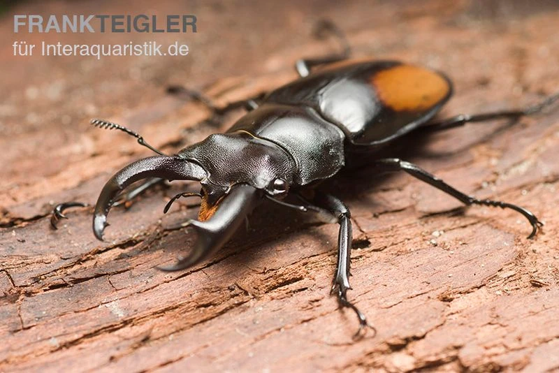 Parryi-Hirschkäfer, Hexarthrius parryi Parryi-Hirschkäfer, Hexarthrius parryi Parryi-Hirschkäfer, Hexarthrius Parryi Parryi-Hirschkäfer, Hexarthrius Parryi -Container Haustiere Geschäft Parryi Hirschkaefer Hexarthrius parryi 1