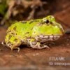 Pazifischer Hornfrosch, Ceratophrys Stolzmanni -Container Haustiere Geschäft Pazifischer Hornfrosch Ceratophrys stolzmanni 1