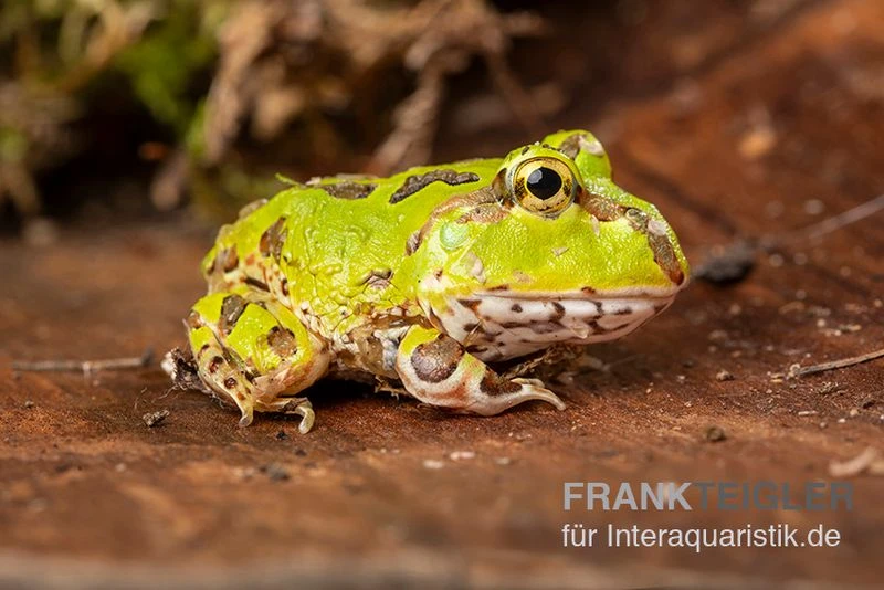 Pazifischer Hornfrosch, Ceratophrys stolzmanni Pazifischer Hornfrosch, Ceratophrys Stolzmanni -Container Haustiere Geschäft Pazifischer Hornfrosch Ceratophrys stolzmanni 1