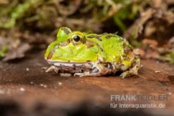 Pazifischer Hornfrosch, Ceratophrys Stolzmanni 3 Pazifischer Hornfrosch, Ceratophrys Stolzmanni -Container Haustiere Geschäft Pazifischer Hornfrosch Ceratophrys stolzmanni 2
