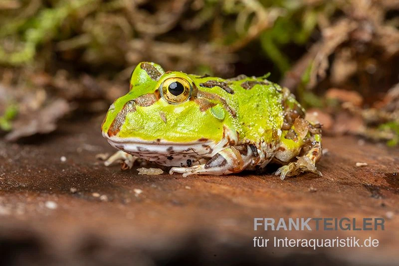 Pazifischer Hornfrosch, Ceratophrys stolzmanni Pazifischer Hornfrosch, Ceratophrys Stolzmanni -Container Haustiere Geschäft Pazifischer Hornfrosch Ceratophrys stolzmanni 2