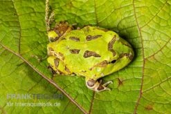 Pazifischer Hornfrosch, Ceratophrys Stolzmanni 4 Pazifischer Hornfrosch, Ceratophrys Stolzmanni -Container Haustiere Geschäft Pazifischer Hornfrosch Ceratophrys stolzmanni 3