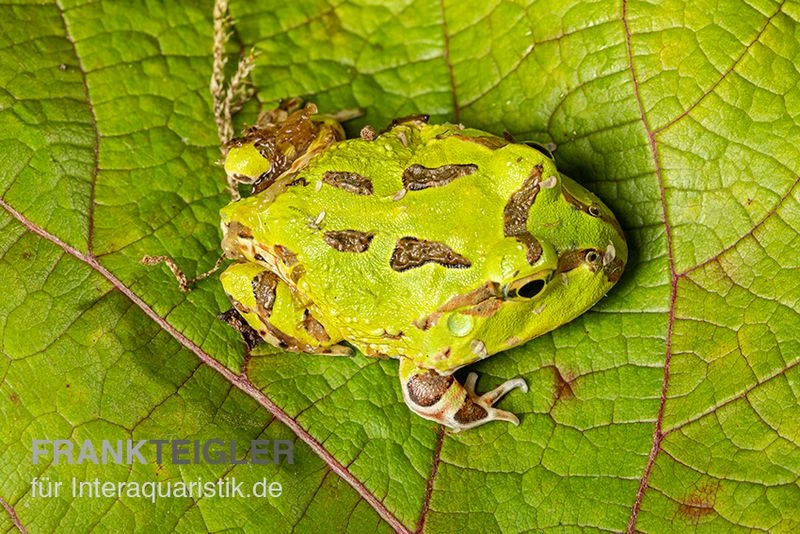 Pazifischer Hornfrosch, Ceratophrys stolzmanni Pazifischer Hornfrosch, Ceratophrys Stolzmanni -Container Haustiere Geschäft Pazifischer Hornfrosch Ceratophrys stolzmanni 3