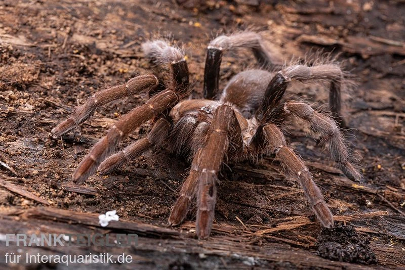 Kenia-Riesenvogelspinne, Pelinobius muticus XL Kenia-Riesenvogelspinne, Pelinobius Muticus XL -Container Haustiere Geschäft Pelinobius muticus 5