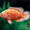 Pfauenaugenbuntbarsch "Albino Red Nemo", Astronotus Ocellatus 2 Pfauenaugenbuntbarsch "Albino Red Nemo", Astronotus Ocellatus -Container Haustiere Geschäft Pfauenaugenbuntbarsch Albino Red Nemo Astronotus ocellatus 1