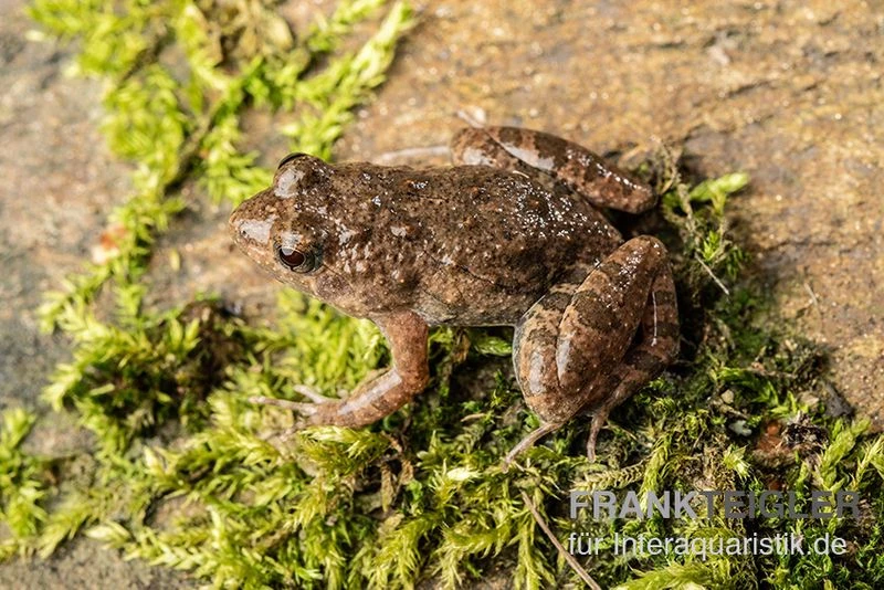 Pfützenfrosch, Phrynobatrachus calcaratus Pfützenfrosch, Phrynobatrachus Calcaratus -Container Haustiere Geschäft Pfuetzenfrosch Phrynobatrachus calcaratus 11