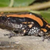 Gestreifter Wendehalsfrosch, Phrynomantis Bifasciatus 1 Gestreifter Wendehalsfrosch, Phrynomantis Bifasciatus -Container Haustiere Geschäft Phrynomantis bifasciatus Wendehalsfrosch