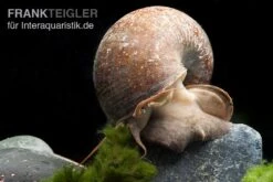 Afrikanische Riesen-Apfelschnecke, Pila Wernei 4 Afrikanische Riesen-Apfelschnecke, Pila Wernei -Container Haustiere Geschäft Pila wernei 1a