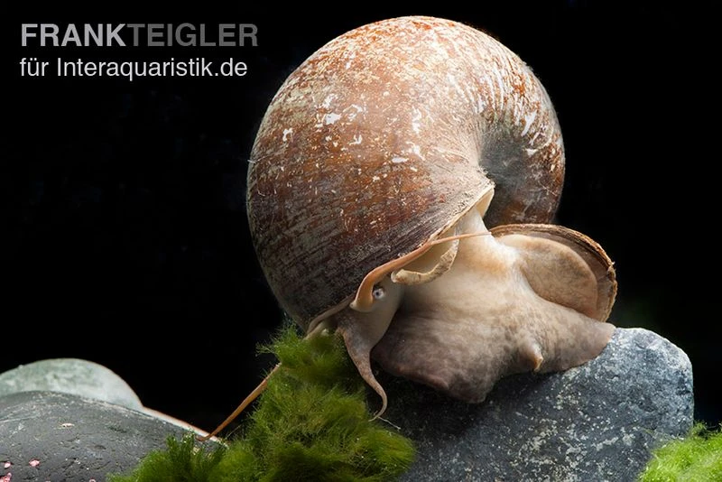 Afrikanische Riesen-Apfelschnecke, Pila wernei Afrikanische Riesen-Apfelschnecke, Pila Wernei -Container Haustiere Geschäft Pila wernei 1a
