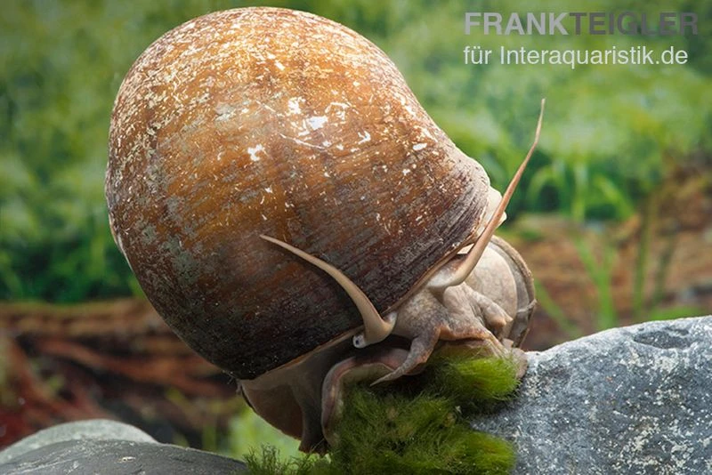 Afrikanische Riesen-Apfelschnecke, Pila wernei Afrikanische Riesen-Apfelschnecke, Pila Wernei -Container Haustiere Geschäft Pila wernei 2a