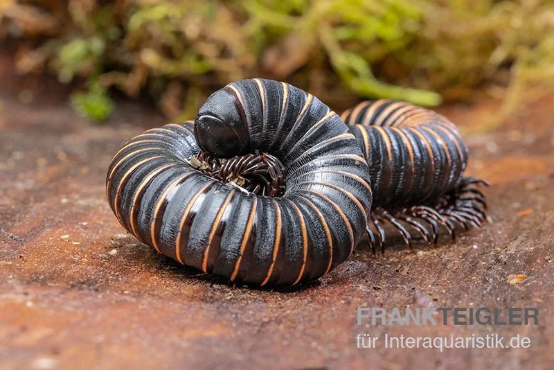 Pink gestreifter Tausendfüßer, Odontostreptus sjoestedti Pink Gestreifter Tausendfüßer, Odontostreptus Sjoestedti -Container Haustiere Geschäft Pink gestreifter Tausendfuesser Odontostreptus sjoestedti 1