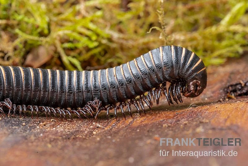 Pink gestreifter Tausendfüßer, Odontostreptus sjoestedti Pink Gestreifter Tausendfüßer, Odontostreptus Sjoestedti -Container Haustiere Geschäft Pink gestreifter Tausendfuesser Odontostreptus sjoestedti 2