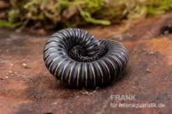 Pink Gestreifter Tausendfüßer, Odontostreptus Sjoestedti 4 Pink Gestreifter Tausendfüßer, Odontostreptus Sjoestedti -Container Haustiere Geschäft Pink gestreifter Tausendfuesser Odontostreptus sjoestedti 3