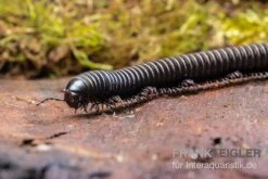 Pink Gestreifter Tausendfüßer, Odontostreptus Sjoestedti 5 Pink Gestreifter Tausendfüßer, Odontostreptus Sjoestedti -Container Haustiere Geschäft Pink gestreifter Tausendfuesser Odontostreptus sjoestedti 4