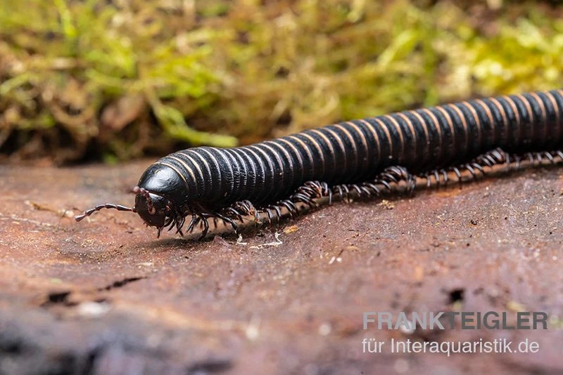 Pink gestreifter Tausendfüßer, Odontostreptus sjoestedti Pink Gestreifter Tausendfüßer, Odontostreptus Sjoestedti -Container Haustiere Geschäft Pink gestreifter Tausendfuesser Odontostreptus sjoestedti 4