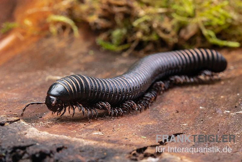 Pink gestreifter Tausendfüßer, Odontostreptus sjoestedti Pink Gestreifter Tausendfüßer, Odontostreptus Sjoestedti -Container Haustiere Geschäft Pink gestreifter Tausendfuesser Odontostreptus sjoestedti 5