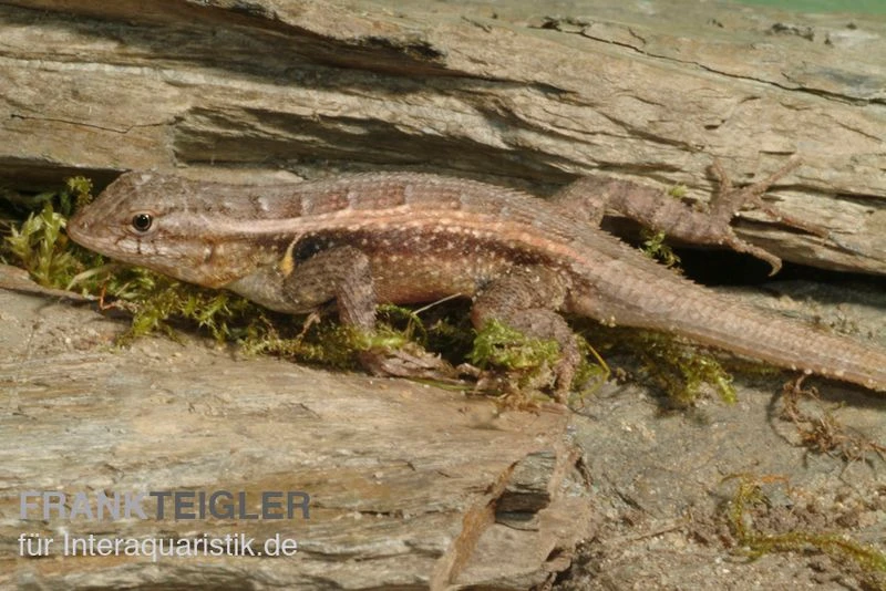 Pinkbauch-Stachelleguan, Sceloporus variabilis Pinkbauch-Stachelleguan, Sceloporus Variabilis -Container Haustiere Geschäft Pinkbauch Stachelleguan Sceloporus variabilis 3