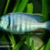 Likomamaulbrüter, Placidochromis Electra "Black Face", DNZ 1 Likomamaulbrüter, Placidochromis Electra "Black Face", DNZ -Container Haustiere Geschäft Placidochromis electra likomamaulbrueter