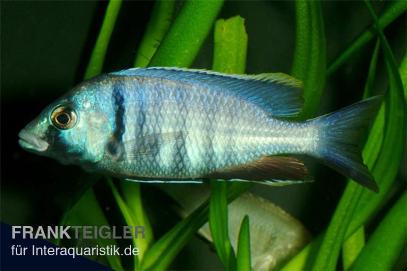 Likomamaulbrüter, Placidochromis electra "Black Face", DNZ Likomamaulbrüter, Placidochromis Electra "Black Face", DNZ -Container Haustiere Geschäft Placidochromis electra likomamaulbrueter