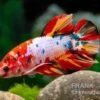 Plakat Kampffisch Candy, Männchen, Betta Splendens -Container Haustiere Geschäft Plakat Kampffisch Candy Maennchen Betta splendens 2