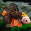 Plakat Kampffisch Fancy Color, Männchen, Betta Splendens -Container Haustiere Geschäft Plakat Kampffisch Fancy Color Maennchen Betta splendens neu 1