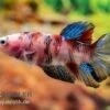 Plakat Kampffisch Koi, Männchen, Betta Splendens -Container Haustiere Geschäft Plakat Kampffisch Koi Betta Plakat Koi Maennchen 1