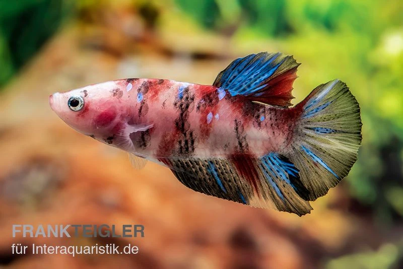 Plakat Kampffisch Koi, Männchen, Betta splendens Plakat Kampffisch Koi, Männchen, Betta Splendens -Container Haustiere Geschäft Plakat Kampffisch Koi Betta Plakat Koi Maennchen 1