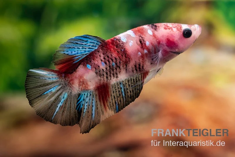 Plakat Kampffisch Koi, Männchen, Betta splendens Plakat Kampffisch Koi, Männchen, Betta Splendens -Container Haustiere Geschäft Plakat Kampffisch Koi Betta Plakat Koi Maennchen 2