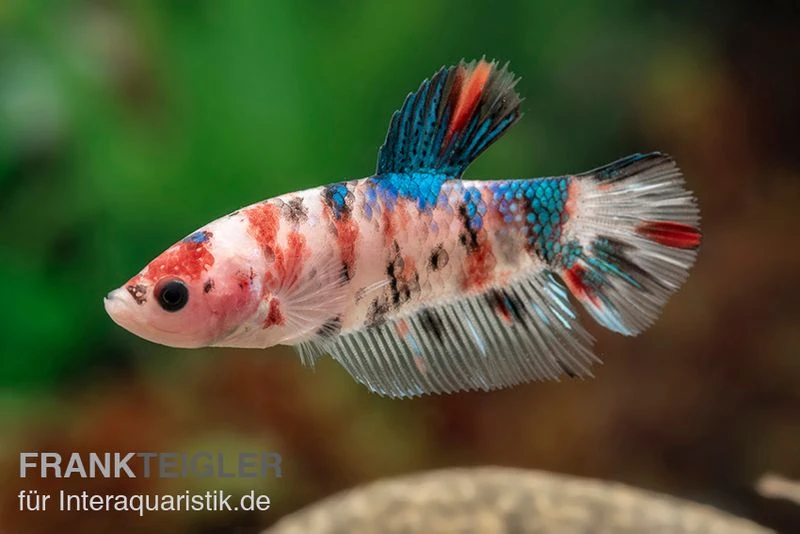 Plakat Kampffisch Koi, Männchen, Betta splendens Plakat Kampffisch Koi, Männchen, Betta Splendens -Container Haustiere Geschäft Plakat Kampffisch Koi Betta Plakat Koi Maennchen 3