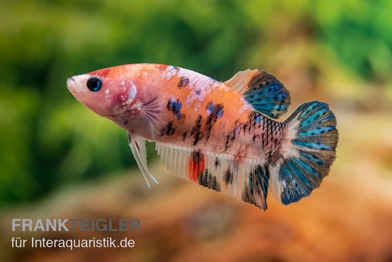 Plakat Kampffisch Koi, Männchen, Betta splendens Plakat Kampffisch Koi, Männchen, Betta Splendens -Container Haustiere Geschäft Plakat Kampffisch Koi Betta Plakat Koi Weibchen 2