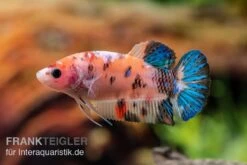 Plakat Kampffisch Koi, Männchen, Betta Splendens 6 Plakat Kampffisch Koi, Männchen, Betta Splendens -Container Haustiere Geschäft Plakat Kampffisch Koi Betta Plakat Koi Weibchen 3