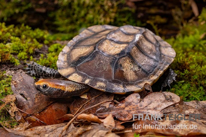 Plattschildkröte, Platemys platycephala Plattschildkröte, Platemys Platycephala -Container Haustiere Geschäft Plattschildkroete Platemys platycephala