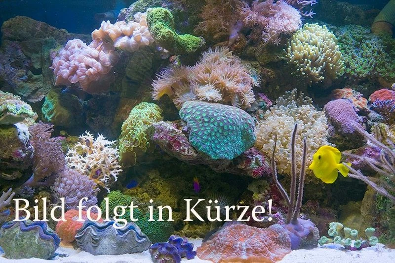 Purpurea-Achatschnecke, Archachatina purpurea Purpurea-Achatschnecke, Archachatina Purpurea -Container Haustiere Geschäft Platzhalter 1