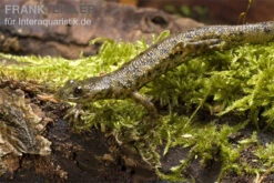 Spanischer Rippenmolch, Pleurodeles Waltl -Container Haustiere Geschäft Pleurodeles waltl rippenmolch