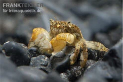 Pompomkrabbe, Ptychognathus Barbatus (Hongkong-Krabbe) -Container Haustiere Geschäft Pompom krabbe