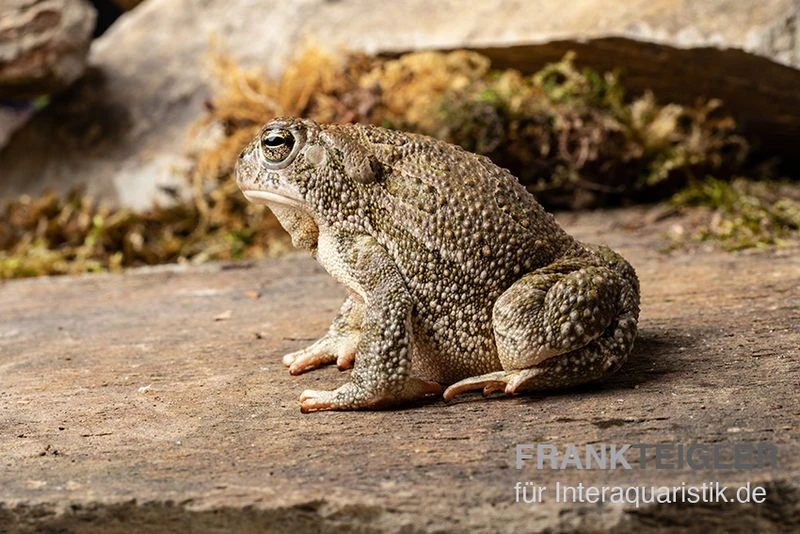 Präriekröte, Bufo cognatus Präriekröte, Bufo Cognatus -Container Haustiere Geschäft Praeriekroete Bufo cognatus 2
