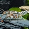 Maikäferkrebs, Procambarus Spiculifer 1 Maikäferkrebs, Procambarus Spiculifer -Container Haustiere Geschäft Procambarus spiculifer 2