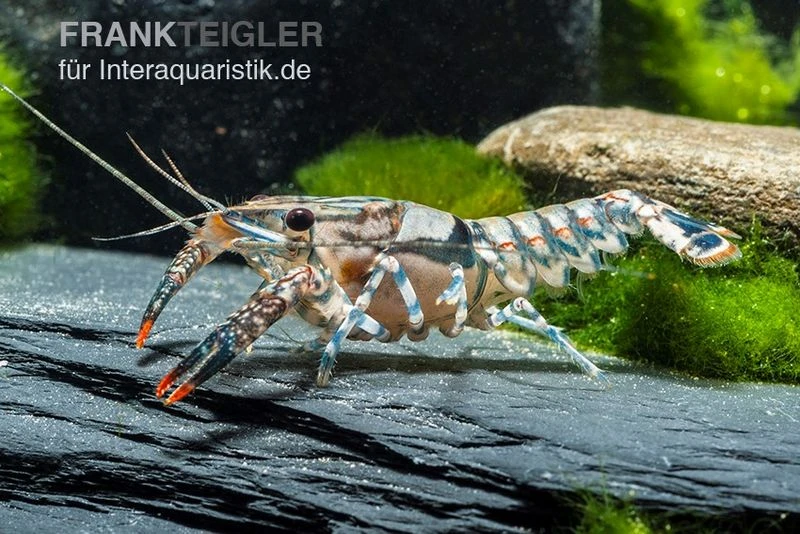 Maikäferkrebs, Procambarus spiculifer Maikäferkrebs, Procambarus Spiculifer -Container Haustiere Geschäft Procambarus spiculifer 2