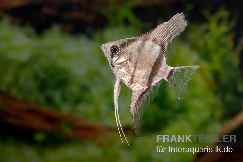 Amapa Red Back Rotrücken-Skalar, Pterophyllum scalare Amapa Red Back Rotrücken-Skalar, Pterophyllum Scalare -Container Haustiere Geschäft Pterophyllum scalare AMAPA RED BACK