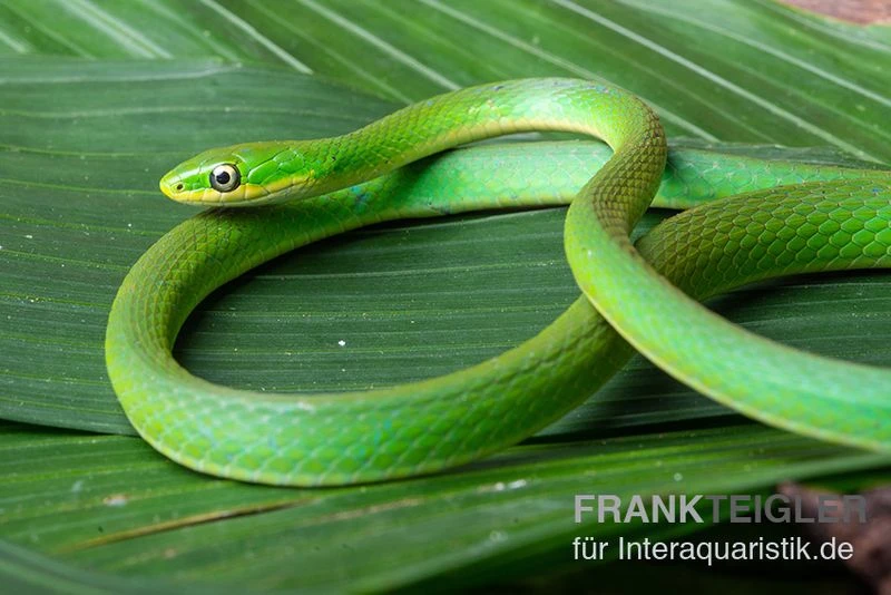 Raue Grasnatter, Opheodrys aestivus Raue Grasnatter, Opheodrys Aestivus -Container Haustiere Geschäft Raue Grasnatter Opheodrys aestivus 1