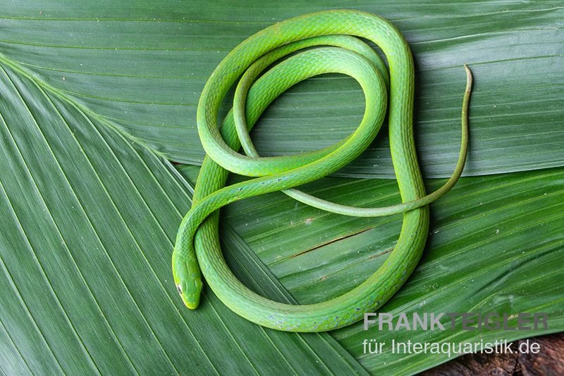 Raue Grasnatter, Opheodrys aestivus Raue Grasnatter, Opheodrys Aestivus -Container Haustiere Geschäft Raue Grasnatter Opheodrys aestivus 3