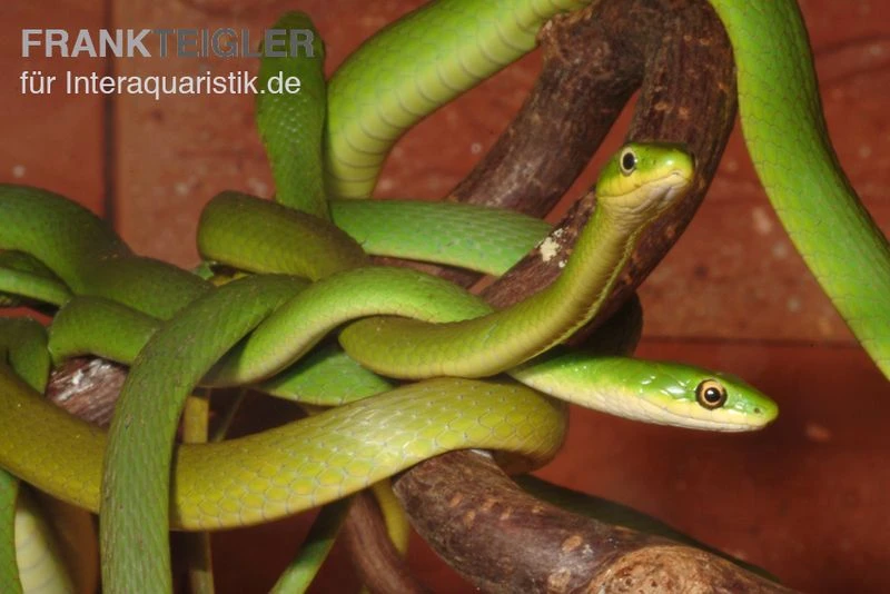 Raue Grasnatter, Opheodrys aestivus Raue Grasnatter, Opheodrys Aestivus -Container Haustiere Geschäft Raue Grasnatter Opheodrys aestivus 5